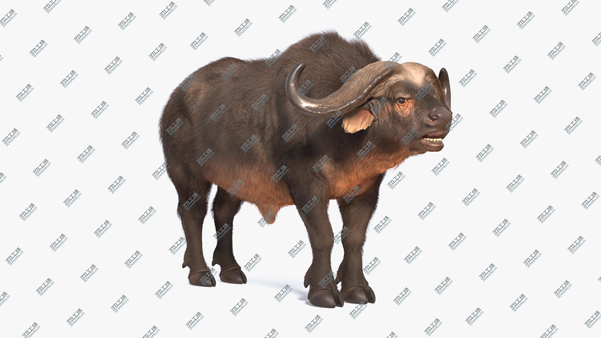 images/goods_img/202104093/Cape Buffalo African Buffalo with Fur Rigged 3D/1.jpg